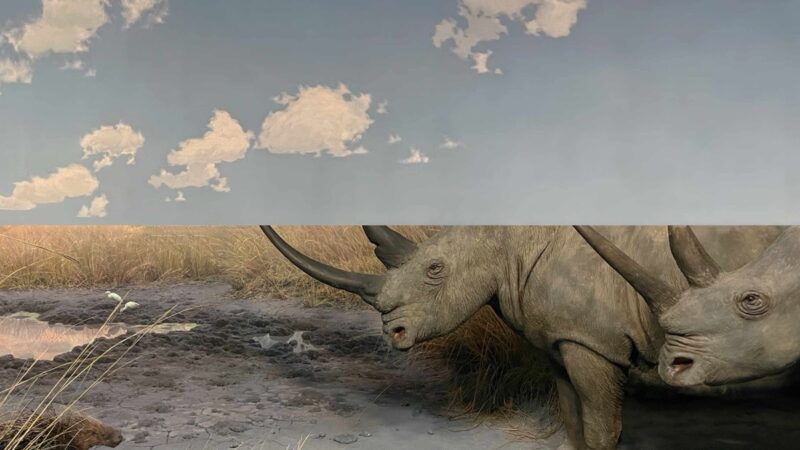 Carpet – „Collision“