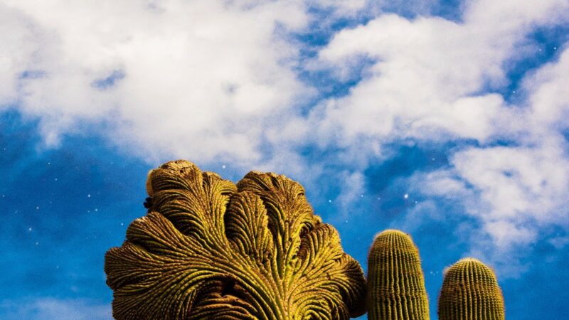 Diespnea – „Radici“ (13.02.)