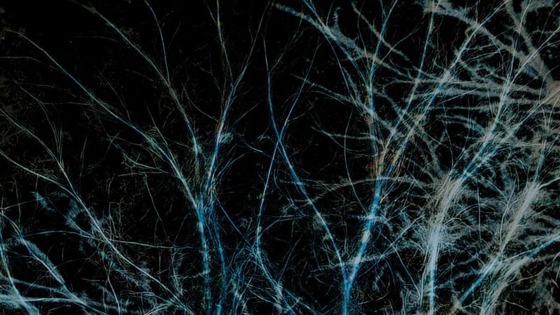 Thistle Sifter – „Forever The Optimist“ (06.02.)