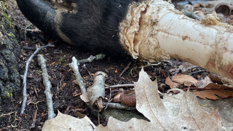 Last Minute: Cave Dweller – „Showing Teeth“ (10.04.)