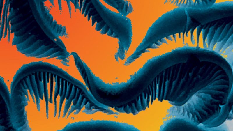 Madam Orange – “Parallax” (23.10.)